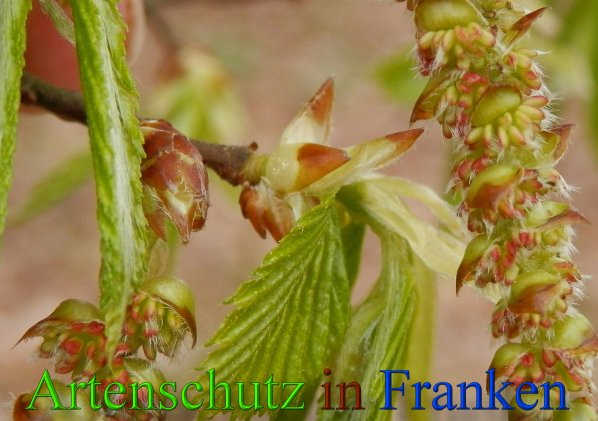 Copyright AiS- Albert Meier Bild zum Eintrag (23411-160)
