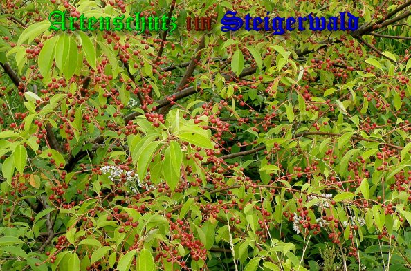 Copyright AiS- Albert Meier Bild zum Eintrag (23421-160)