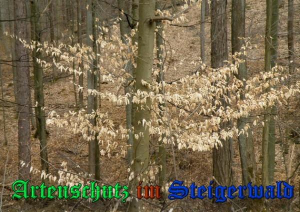 Copyright AiS / 2009 Albert Meier Bild zum Eintrag (23430-160)