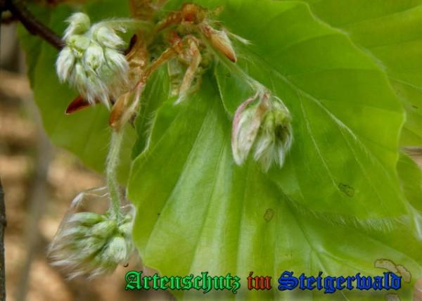 Copyright AiS / 2009 Albert Meier Bild zum Eintrag (23431-160)