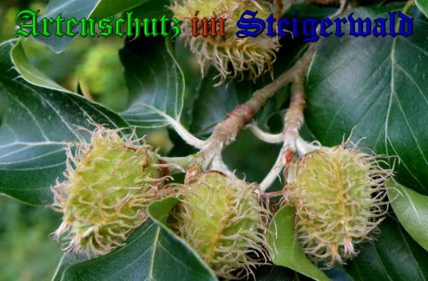 Copyright AiS / 2009 Albert Meier Bild zum Eintrag (23432-160)