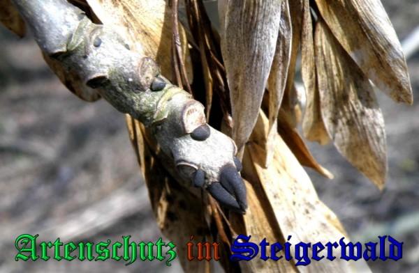Copyright AiS / 2009 Albert Meier Bild zum Eintrag (23436-160)