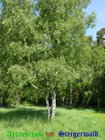 Copyright AiS / Weidner Bild zum Eintrag (23441-160)