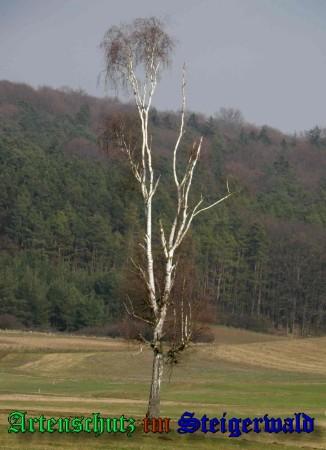 Copyright AiS / 2009 Albert Meier Bild zum Eintrag (23445-160)