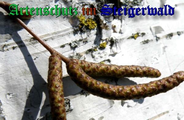 Copyright AiS / 2009 Albert Meier Bild zum Eintrag (23446-160)
