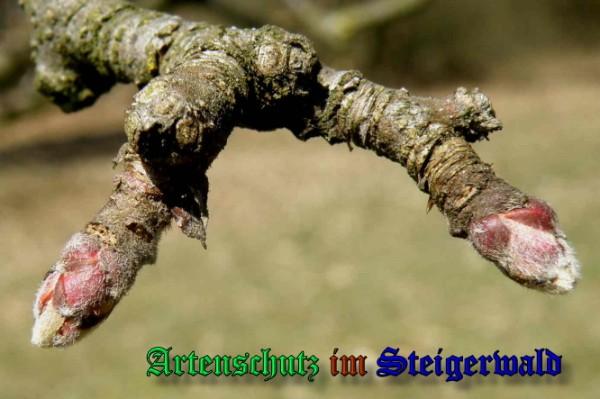 Copyright AiS / 2009 Albert Meier Bild zum Eintrag (23457-160)
