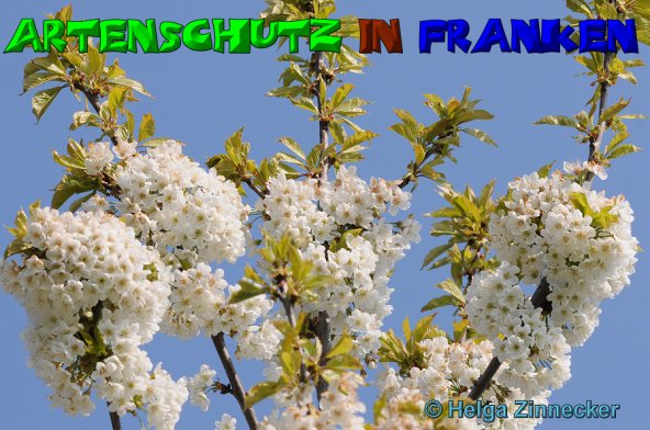 Copyright AiS Helga Zinnecker Bild zum Eintrag (23473-160)