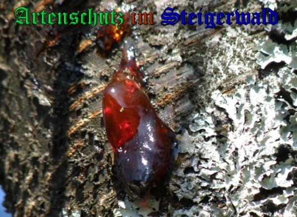 Copyright AiS / 2004 Albert Meier Bild zum Eintrag (23475-160)