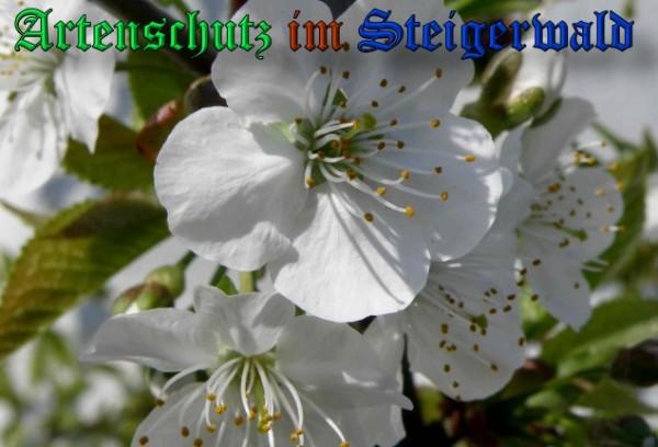 Copyright AiS / 2009 Albert Meier Bild zum Eintrag (23476-160)