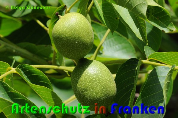 Copyright AiS Helga Zinnecker Bild zum Eintrag (23485-160)