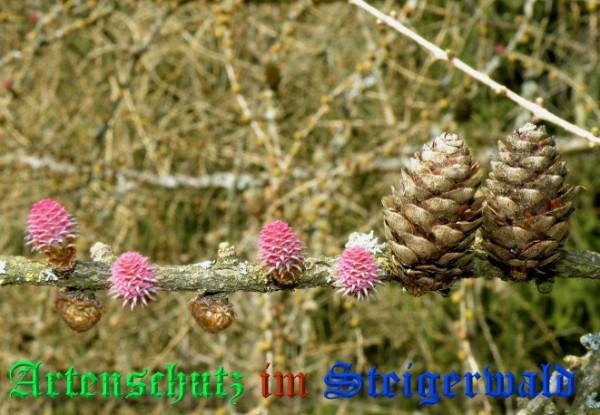 Copyright AiS / 2009 Albert Meier Bild zum Eintrag (23488-160)