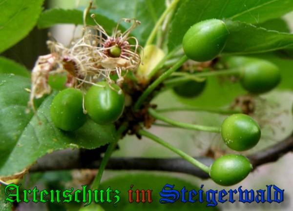 Copyright AiS / 2009 Albert Meier Bild zum Eintrag (23493-160)