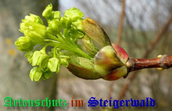 Copyright AiS / 2009 Albert Meier Bild zum Eintrag (23500-160)