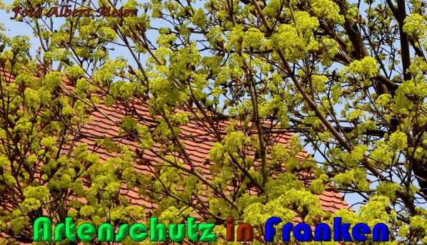 Copyright AiS Albert Meier Bild zum Eintrag (23501-160)