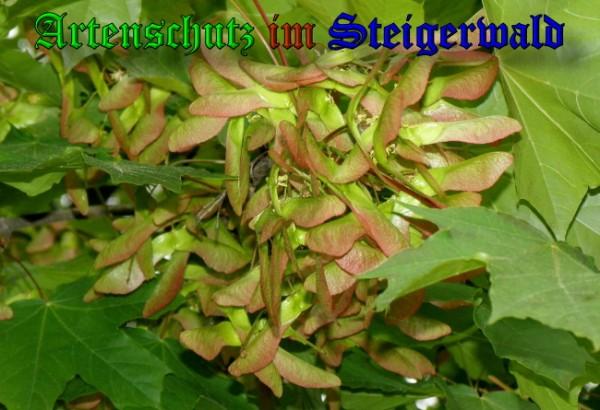 Copyright AiS / 2009 Albert Meier Bild zum Eintrag (23503-160)