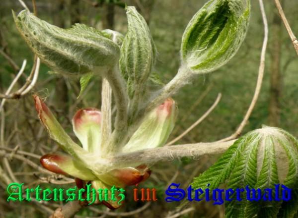 Copyright AiS / 2009 Albert Meier Bild zum Eintrag (23507-160)