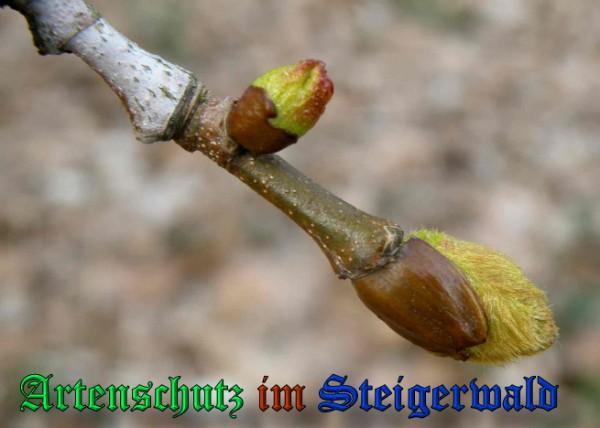 Copyright AiS / 2009 Albert Meier Bild zum Eintrag (23521-160)