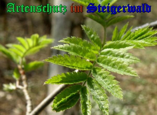 Copyright AiS / 2009 Albert Meier Bild zum Eintrag (23525-160)