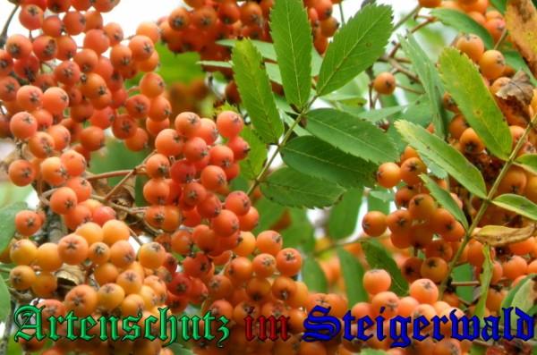 Copyright AiS / 2009 Albert Meier Bild zum Eintrag (23530-160)