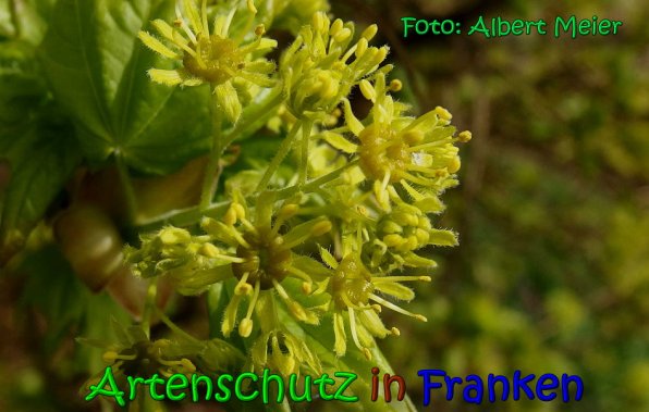 Copyright AiS Albert Meier Bild zum Eintrag (23535-160)