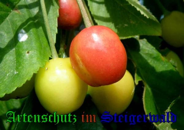 Copyright AiS / 2009 Albert Meier Bild zum Eintrag (23540-160)