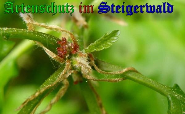 Copyright AiS / 2009 Albert Meier Bild zum Eintrag (23544-160)