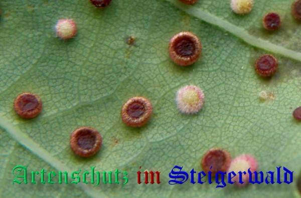 Copyright AiS / 2009 Albert Meier Bild zum Eintrag (23549-160)