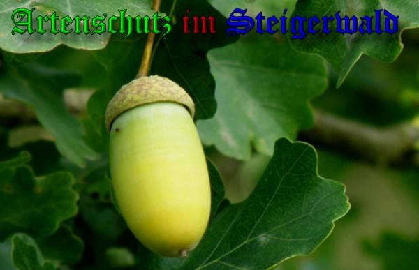 Copyright AiS / 2009 Albert Meier Bild zum Eintrag (23550-160)