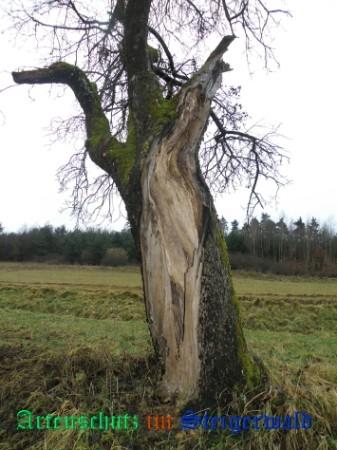 Copyright AiS / 2008 Albert Meier Bild zum Eintrag (23923-160)