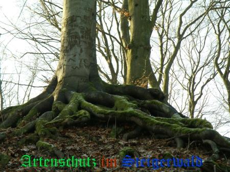 Copyright AiS / 2009 Albert Meier Bild zum Eintrag (23929-160)