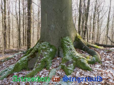 Copyright AiS / 2009 Albert Meier Bild zum Eintrag (23930-160)