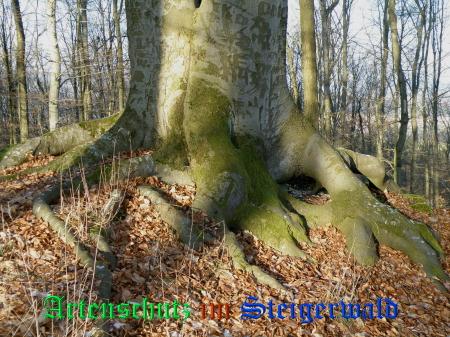 Copyright AiS / 2009 Albert Meier Bild zum Eintrag (23931-160)