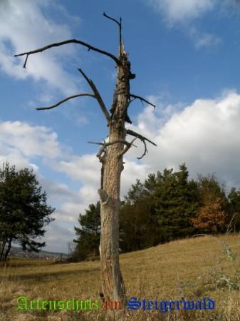 Copyright AiS / 2009 Albert Meier Bild zum Eintrag (23934-160)