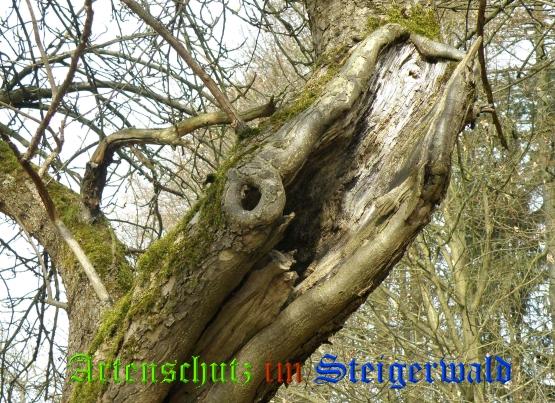 Copyright AiS / 2009 Albert Meier Bild zum Eintrag (23937-160)