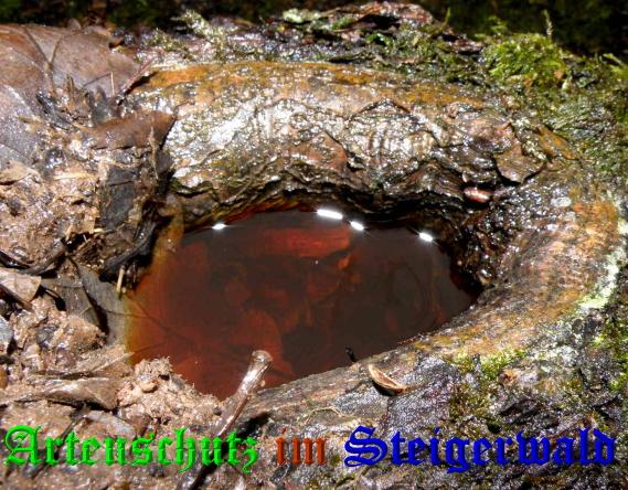 Copyright AiS / 2009 Albert Meier Bild zum Eintrag (23944-160)