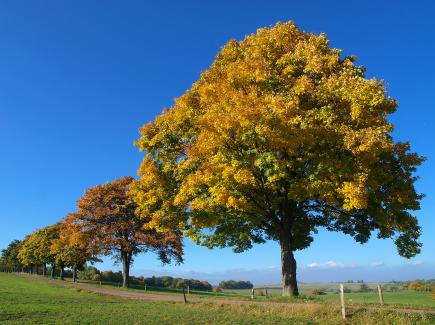 Copyright AiS / Baum des Jahres S. Wodarz / Roloff KBJ Bild zum Eintrag (24024-160)