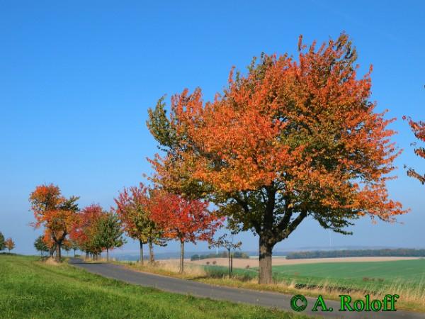 Copyright AiS / 2009- Baum des Jahres - Roloff Bild zum Eintrag (24029-160)