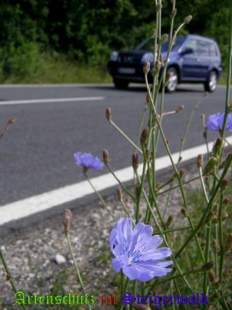 Copyright AiS / 2008 Albert Meier Bild zum Eintrag (24041-160)