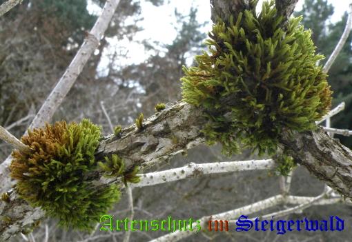 Copyright AiS / 2009 - Albert Meier Bild zum Eintrag (25457-160)
