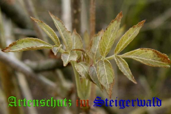 Copyright AiS / 2009 - Albert Meier Bild zum Eintrag (25459-160)