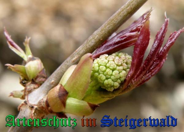 Copyright AiS / 2009 - Albert Meier Bild zum Eintrag (25463-160)