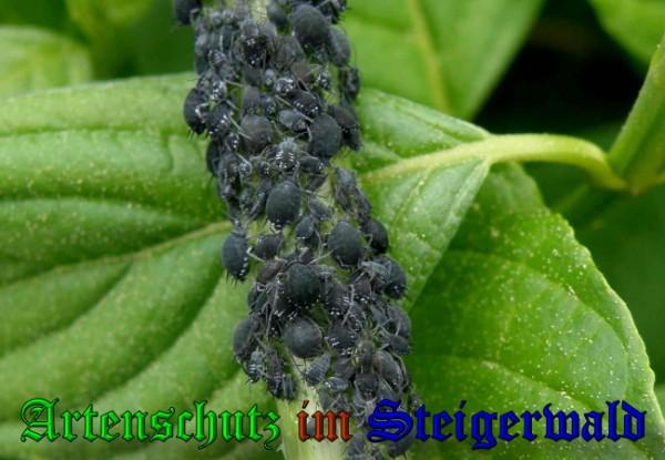 Copyright AiS / 2009 - Albert Meier Bild zum Eintrag (25481-160)