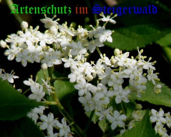 Copyright AiS / 2009 - Albert Meier Bild zum Eintrag (25484-160)