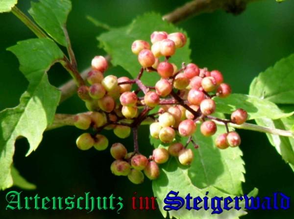 Copyright AiS / 2009 - Albert Meier Bild zum Eintrag (25501-160)