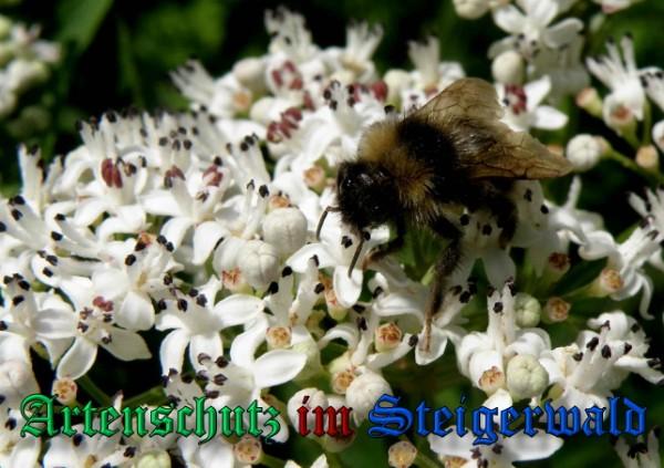 Copyright AiS / 2009 - Albert Meier Bild zum Eintrag (25504-160)