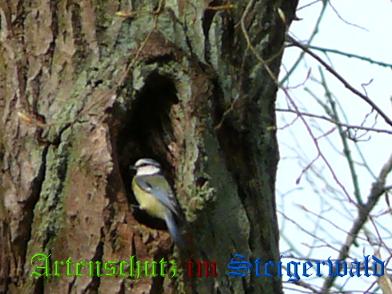 Copyright AiS / Weidner Bild zum Eintrag (27916-160)
