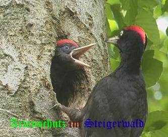 Copyright AiS / Mauker Bild zum Eintrag (27919-160)