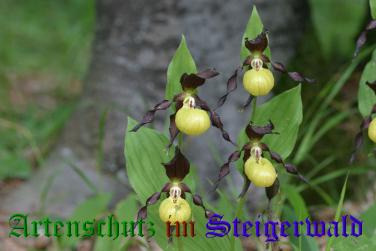 Copyright AiS / Rösch Bild zum Eintrag (28328-160)