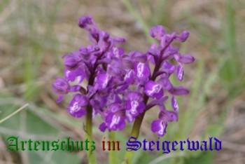 Copyright AiS / Rösch Bild zum Eintrag (28333-160)