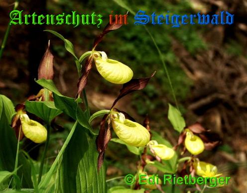 Copyright AiS / 2009 Edi Rietberger Bild zum Eintrag (28348-160)